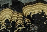 Polished Schalenblende Slice - Poland #228200-1